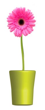 Gerbera çiçeği beyaz arkaplanda izole edilmiş