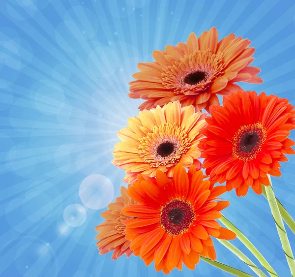 ガーベラの花の背景 — ストック写真