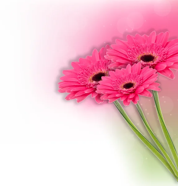 Gerbera květinové pozadí — Stock fotografie