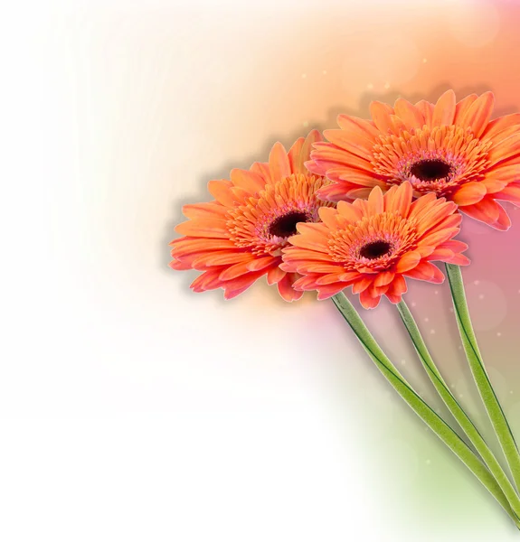 Gerbera virágot háttér — Stock Fotó