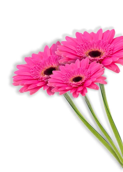 Flor de gerbera isolada sobre fundo branco — Fotografia de Stock