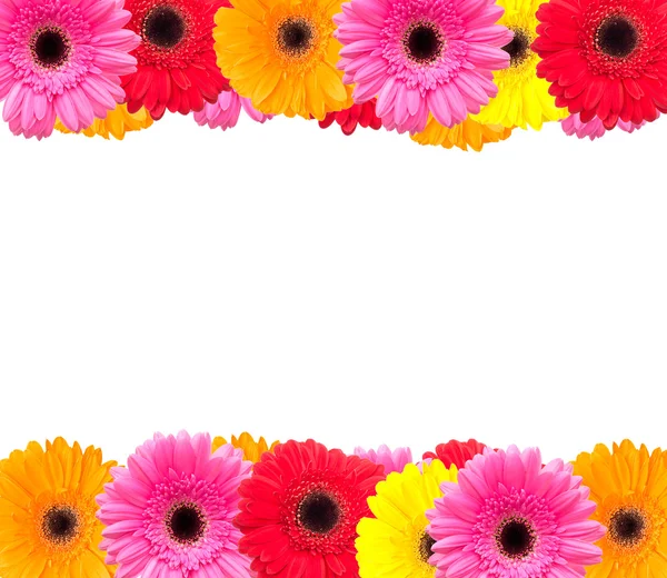 Gerbera květinové pozadí — Stock fotografie