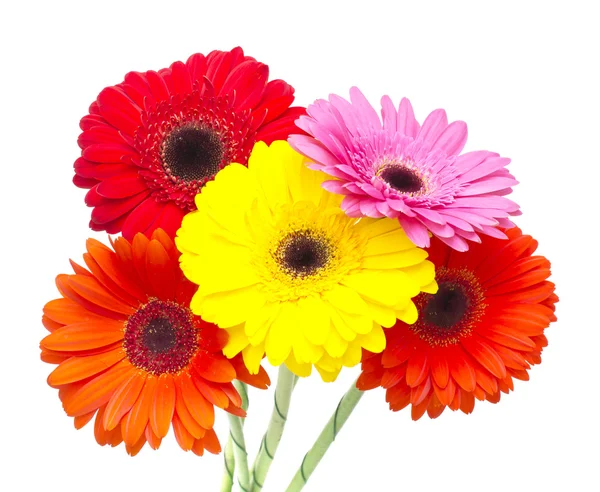 Flor de gerbera isolada sobre fundo branco — Fotografia de Stock