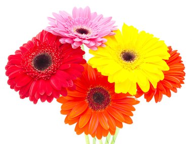 gerbera çiçekleri