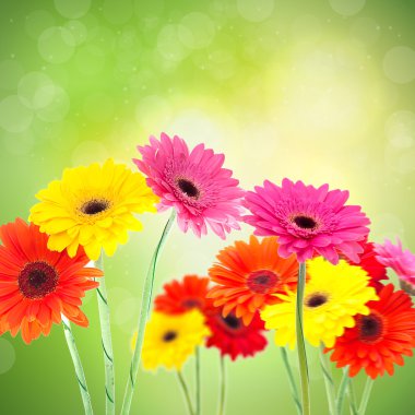 gerbera çiçekleri