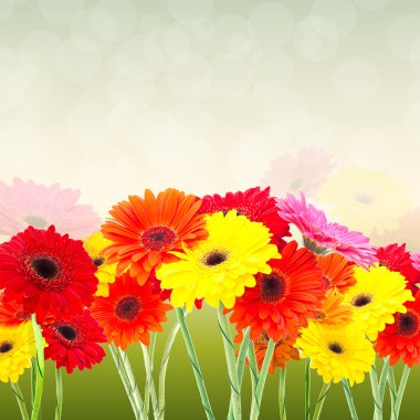 gerbera çiçekleri