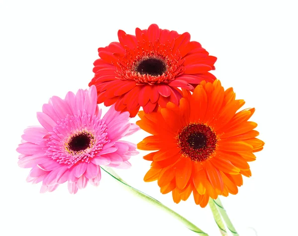 Gerbera flowers — Stock Photo, Image