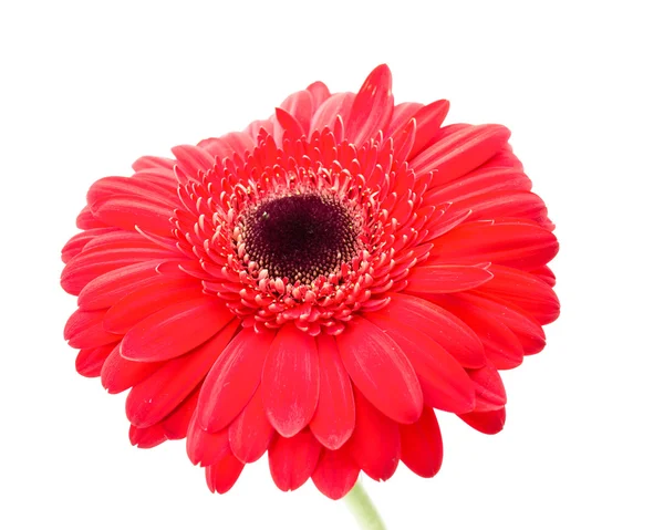 Gerbera virág — Stock Fotó