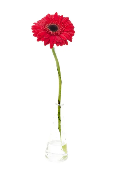 Flor de gerbera — Fotografia de Stock