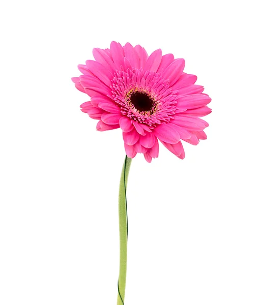 Gerbera blomst – stockfoto