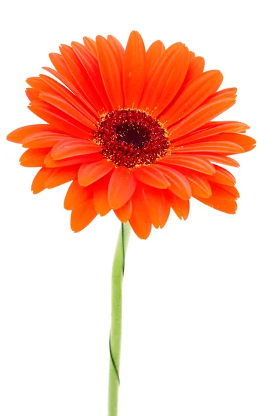 Flor de gerbera — Fotografia de Stock