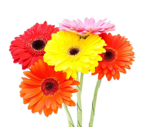 Gerbera flowers — Stock Photo, Image