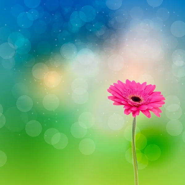 Gerbera blomma — Stockfoto