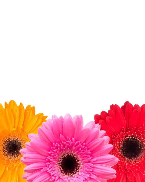 Gerbera flowers — Stock Photo, Image