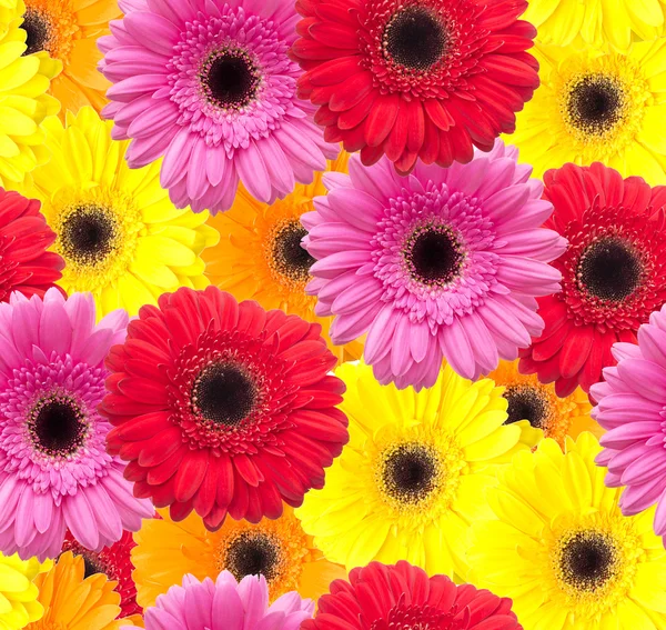 Gerbera flowers — Stock Photo, Image