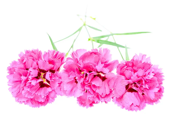 Roze carnation bloemen geïsoleerd op witte achtergrond — Stockfoto