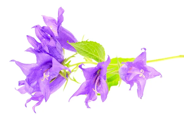 Flor Bluebell isolado em branco — Fotografia de Stock