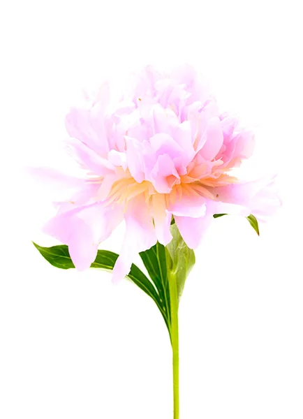 Różowa piwonia kwiat na białym tle — Zdjęcie stockowe