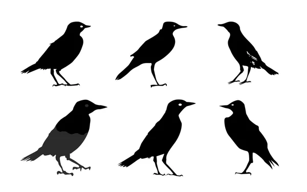 Silhouettes d'oiseaux isolées sur une illustration vectorielle blanche — Image vectorielle