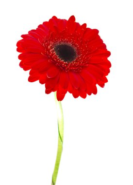 Gerbera çiçeği beyaz arkaplanda izole edilmiş
