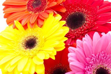 Gerbera çiçeği beyaz arkaplanda izole edilmiş