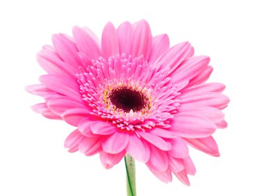 Gerbera çiçeği beyaz arkaplanda izole edilmiş