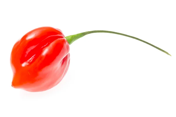 Friss színes hot chili paprika fehér — Stock Fotó