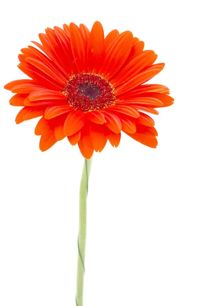 Flor Gerbera aislada sobre fondo blanco — Foto de Stock