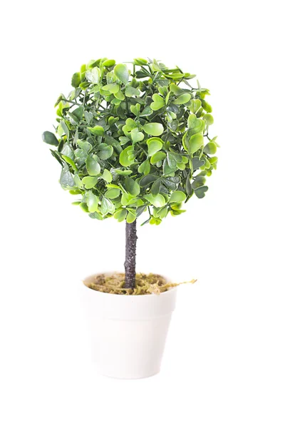 Decoratieve plant in de pot geïsoleerd op witte achtergrond — Stockfoto
