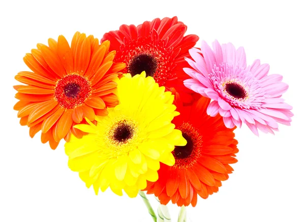 Flor de gerbera isolada sobre fundo branco — Fotografia de Stock