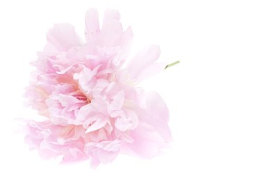 pembe Şakayık çiçeği üzerinde beyaz izole