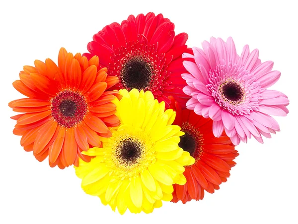 Flor de gerbera isolada sobre fundo branco — Fotografia de Stock