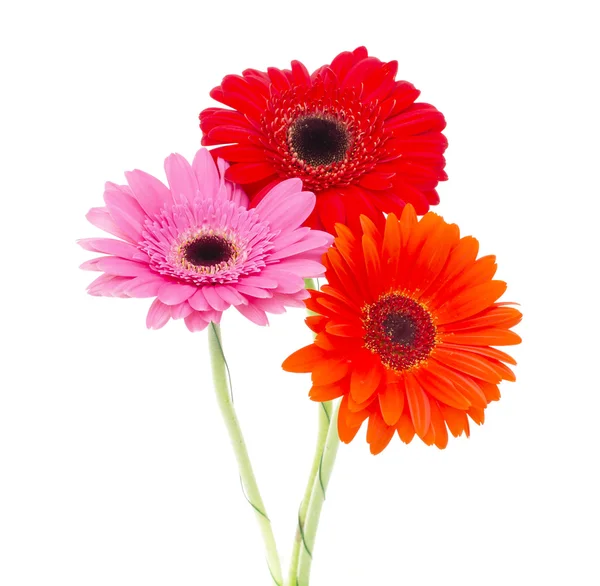 Flor Gerbera aislada sobre fondo blanco — Foto de Stock