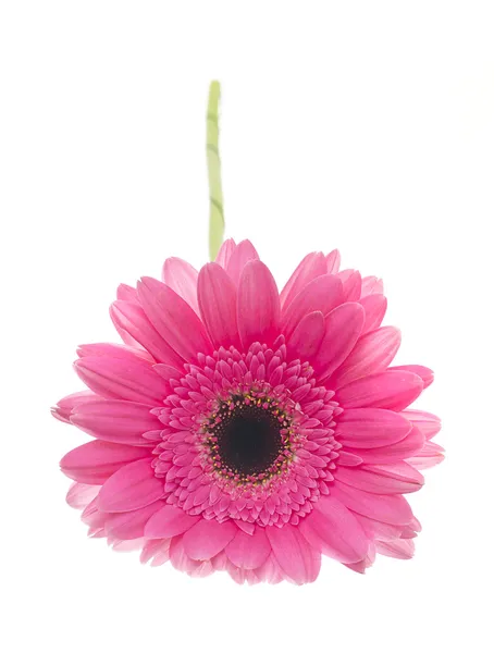 흰 배경에 고립되어 있는게 베라 꽃 — 스톡 사진