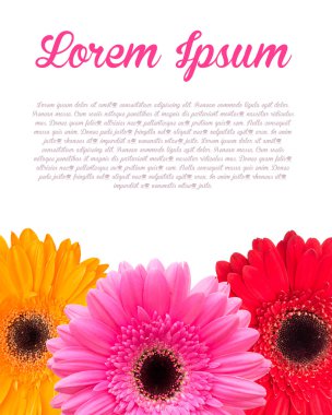 Gerbera bloem achtergrond