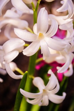 renkli çiçek buketi