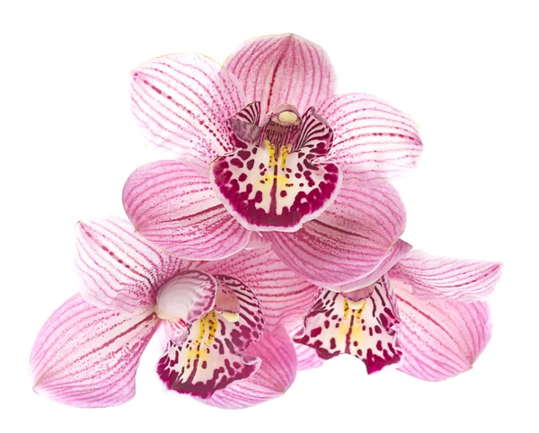 Roze orchidee geïsoleerd op witte achtergrond — Stockfoto