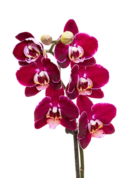 Orchidée rose isolée sur fond blanc — Photo
