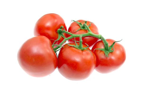 The Branch of Cherry Tomatoes — Stock Photo, Image