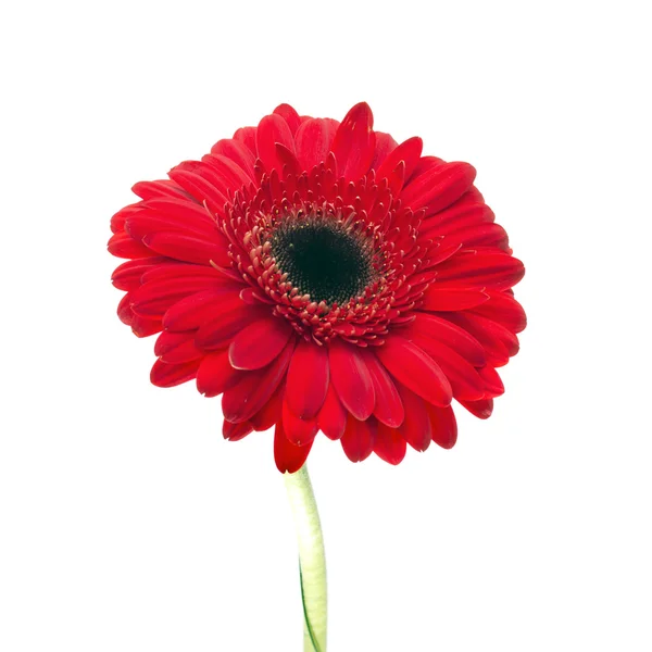 Prachtige verse rode gerbera's geïsoleerd op witte achtergrond — Stockfoto