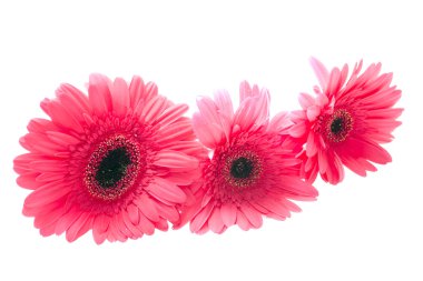 Gerbera çiçeği beyaz arkaplanda izole edilmiş