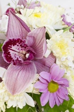 Pembe orkide beyaz arkaplanda izole edildi