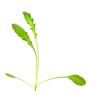 Beyaz arka plan üzerinde izole yeşil taze rukola