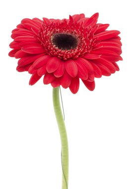 Gerbera çiçeği beyaz arkaplanda izole edilmiş