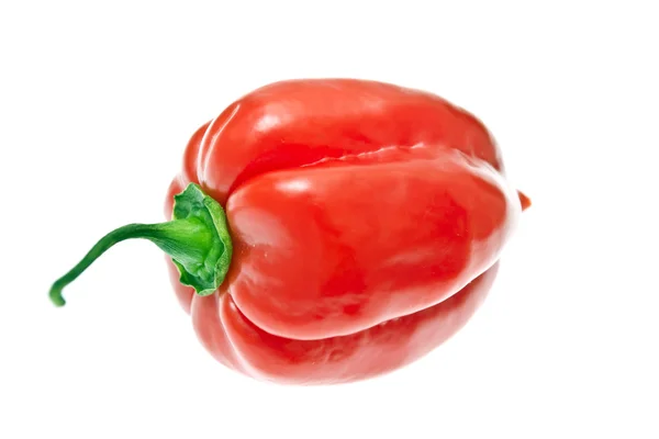 Fresh Colorful Hot Chili Pepper on White — Stock Photo, Image
