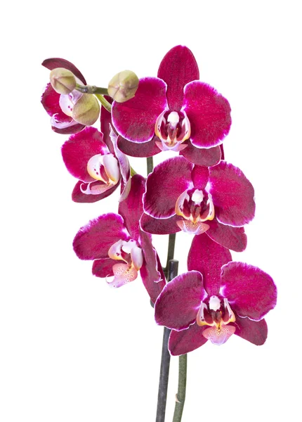 Roze orchidee geïsoleerd op witte achtergrond — Stockfoto