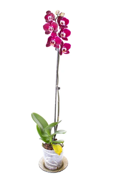 Orquídea rosa aislada sobre fondo blanco —  Fotos de Stock
