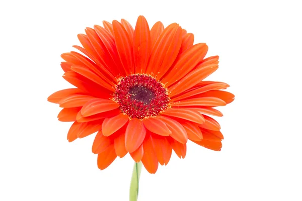 Flor de gerbera isolada sobre fundo branco — Fotografia de Stock