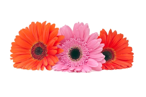 Gerbera Flower Isolated on White Background — Stock Photo, Image