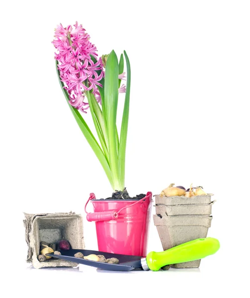 Planting Flowers, Pot, Shovel, Bucket, Seed Isolated on White — Stock Photo, Image